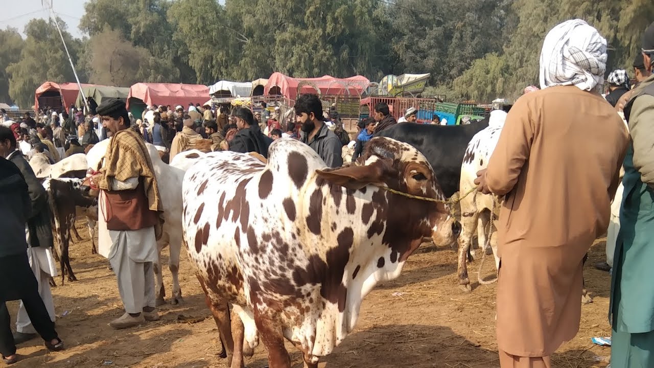 Today Bhawalpur Cow Mandi Fresh Latest Update | Cholistani Sahiwal Bachre | Cow Mandi 2025🔥