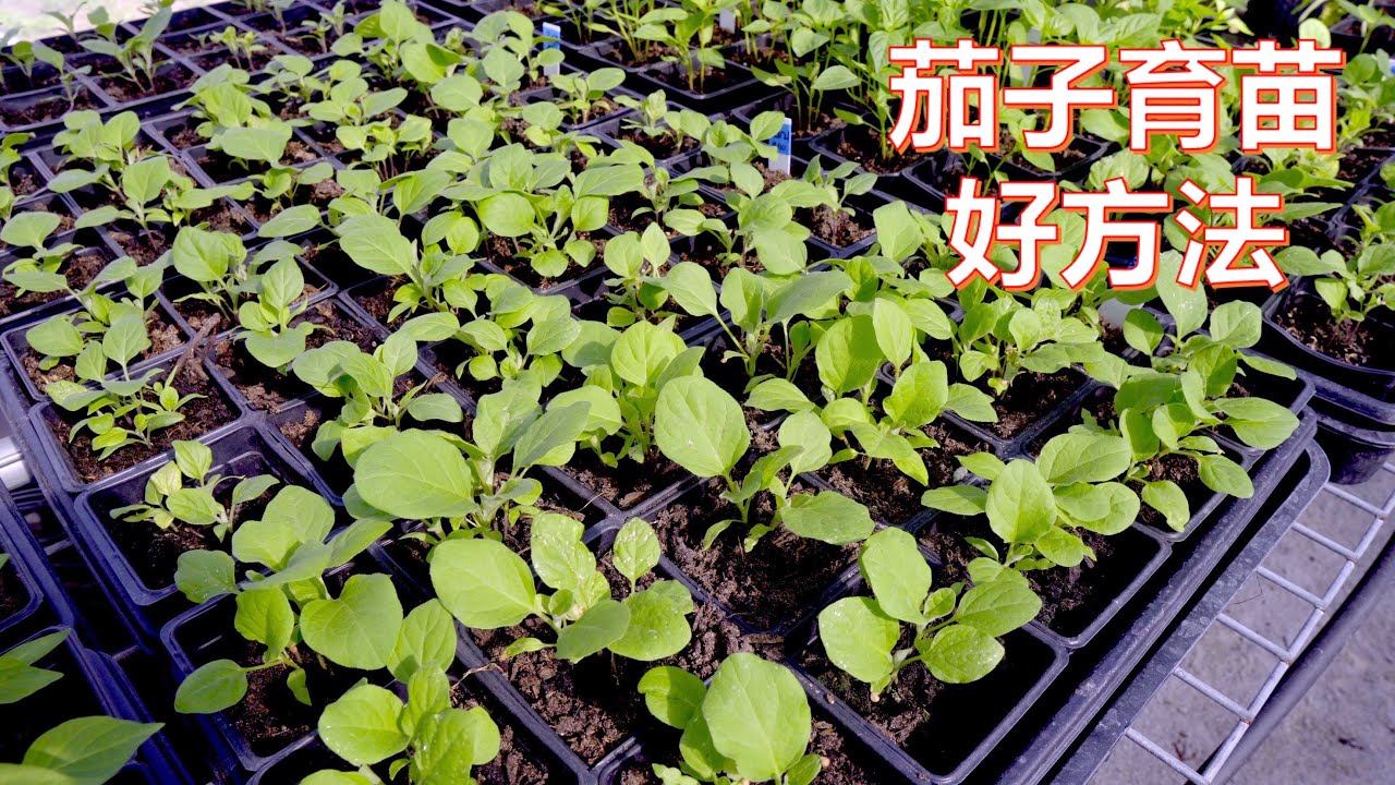 兔妈教你，茄子育苗，又快又好，苗多得用不完