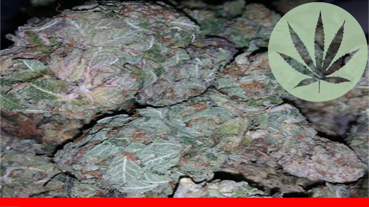 Rockstar Master Kush - All About This Strain