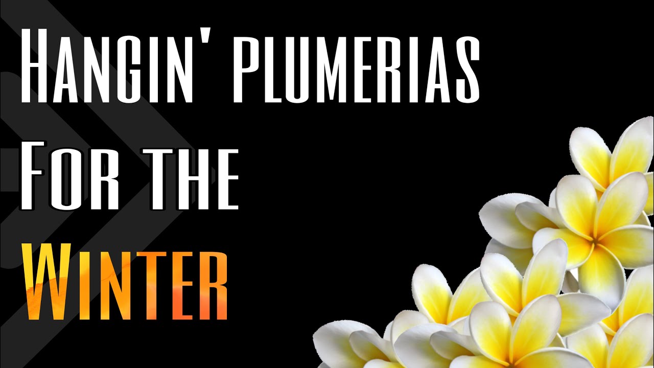 HOW TO Preserve Plumerias | D.I.Y. Gardening