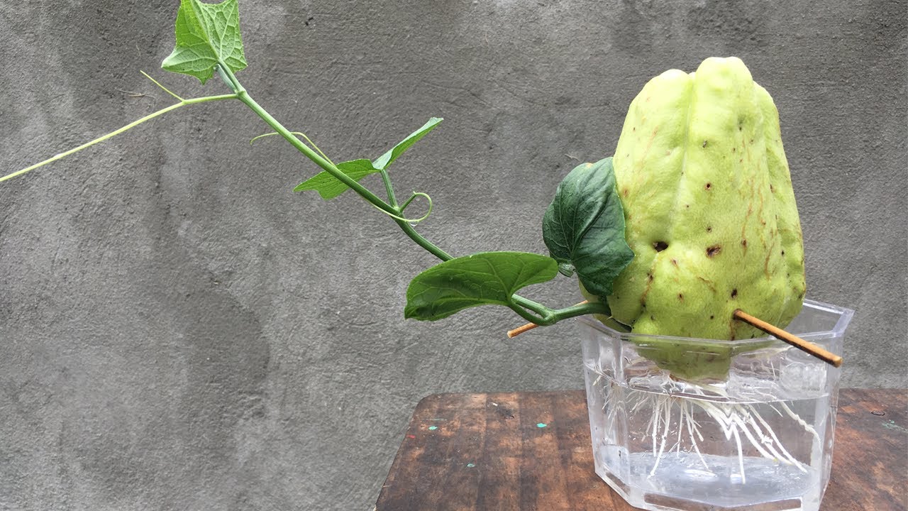 Chayote is rooted in the water | Planting chayote in water you already know