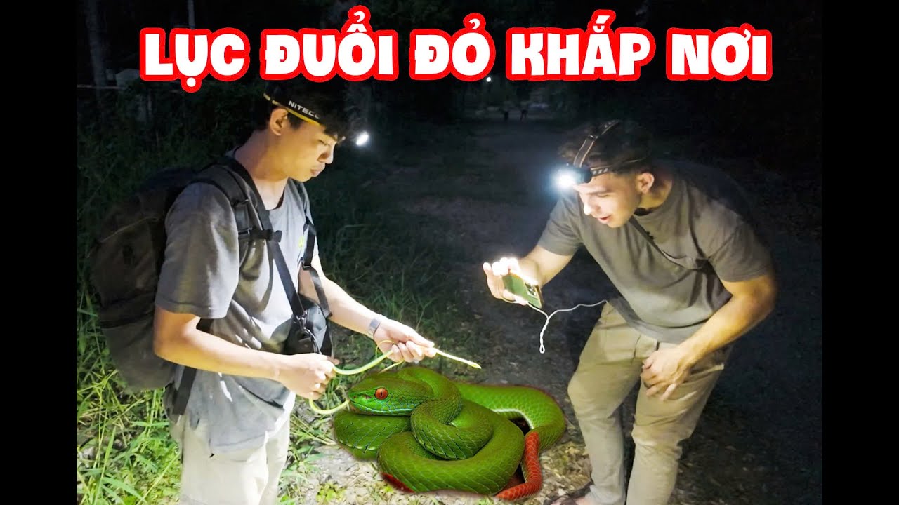 Ở Đâu Ra Nhiều Rắn Lục Đuôi Đỏ Trong Thành Phố Vậy? | Tại Sao Không Ai Biết.?