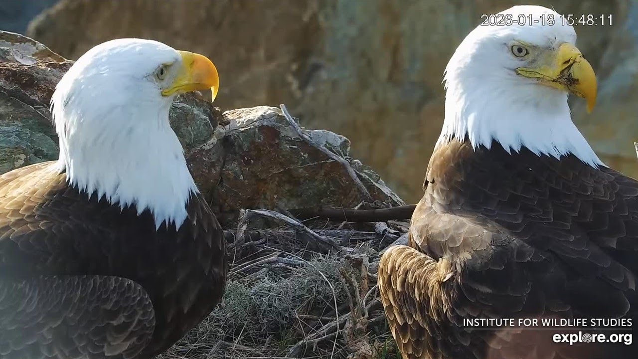 Two Harbors Eagles🦅Cholyn & Chase Nesting Season Kickoff🎬2x Mating & Fish Gift🥰explore | 2026 Jan 18