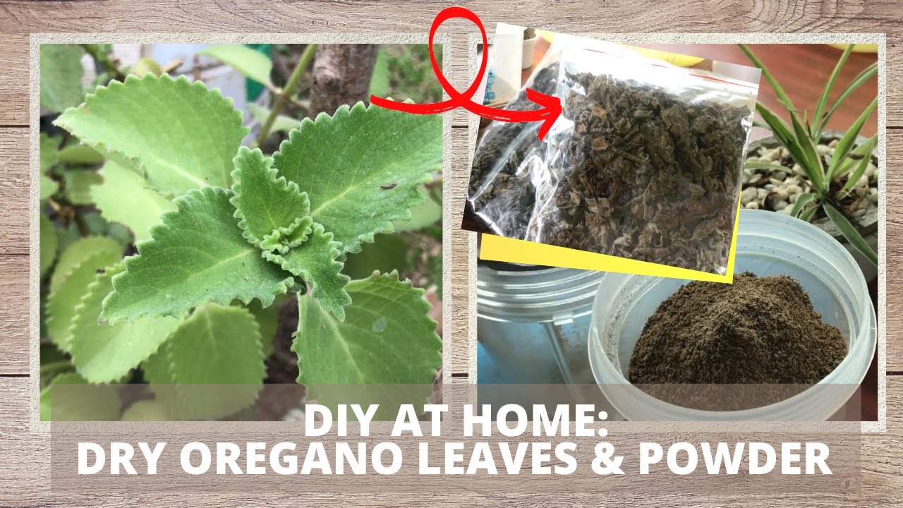 DRYING OREGANO LEAVES & MAKING OREGANO POWDER AT HOME