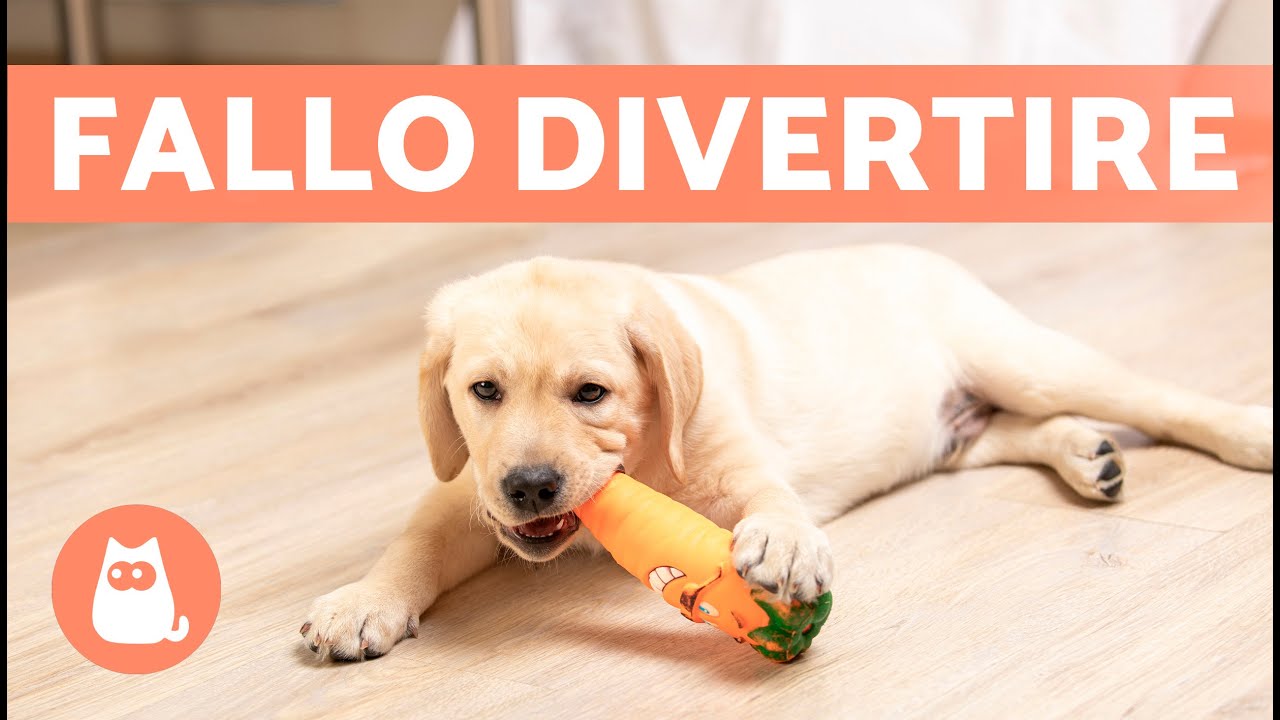 Come NON fare ANNOIARE un cane SOLO A CASA 🐶🏠 (7 modi)
