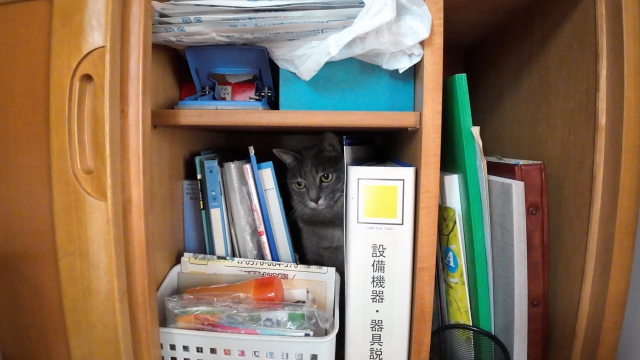 大好きなばーばにかまって欲しい猫「はなちゃん」の甘えん坊な一日