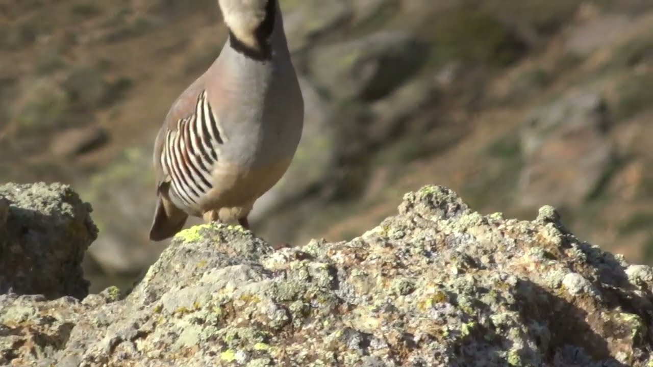 Keklik Avı (Bağlı) - الحجل طائر - куропатка - partridge