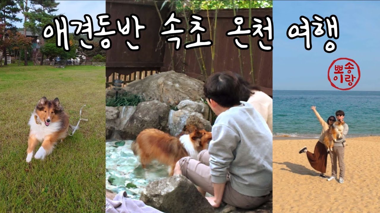 따끈한 노천탕♨️과 전골🥘 | 속초 애견동반 여행 | 애견동반 온천 펜션 | 복골온천 | 속초 강릉 맛집 | 노각 | 강원도 여행 | 강릉 커피축제