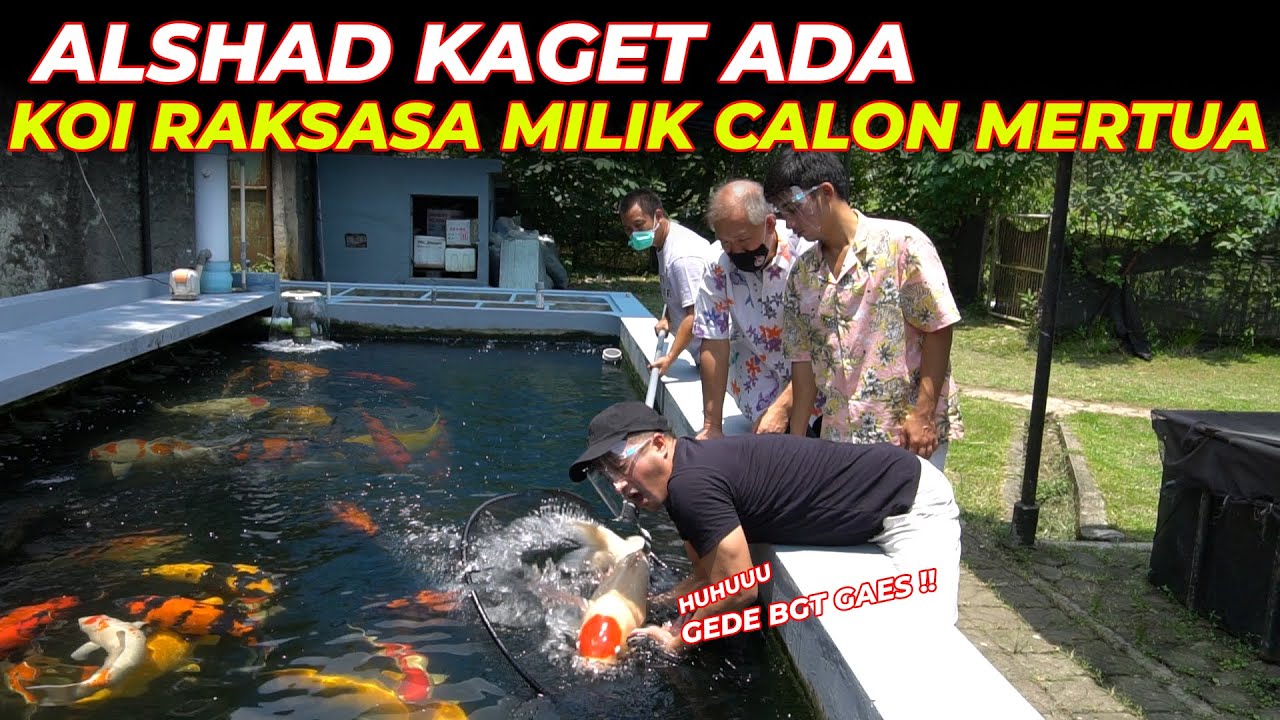 WOW !! RATUSAN KOI RAKSASA..IMPORT LANGSUNG DARI JEPANG !!