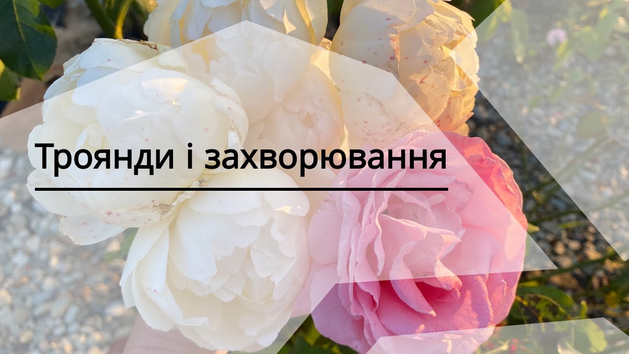 Троянди ї їх захворювання - як запобігти, як вберегти. Агротехніка, сорти і підживлення