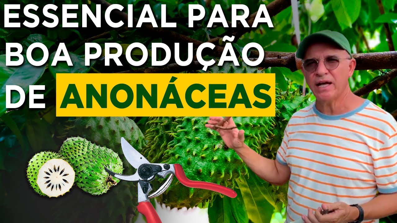 Eurico Lemos Ensina Como Podar Pinha Atemóia para Frutificar Melhor