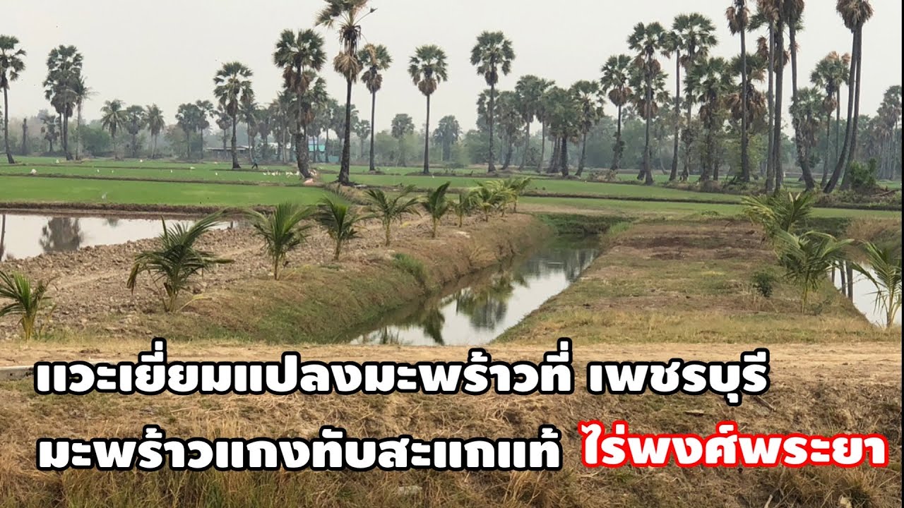 EP:35 เเวะเยี่ยมแปลงเมืองเพชรบุรี มะพร้าวแกงไร่พงศ์พระยา