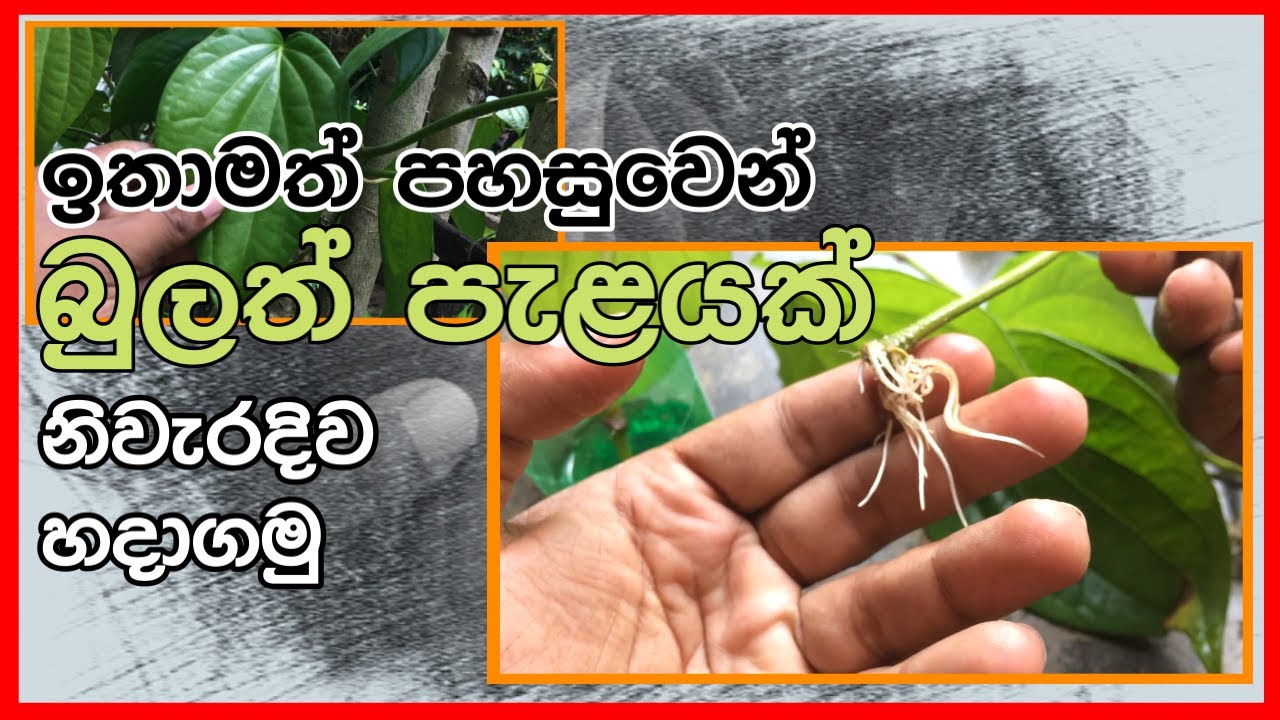 බුලත් පැලයක් ලේසියෙන්ම හදාගන්නේ මෙහෙමයි