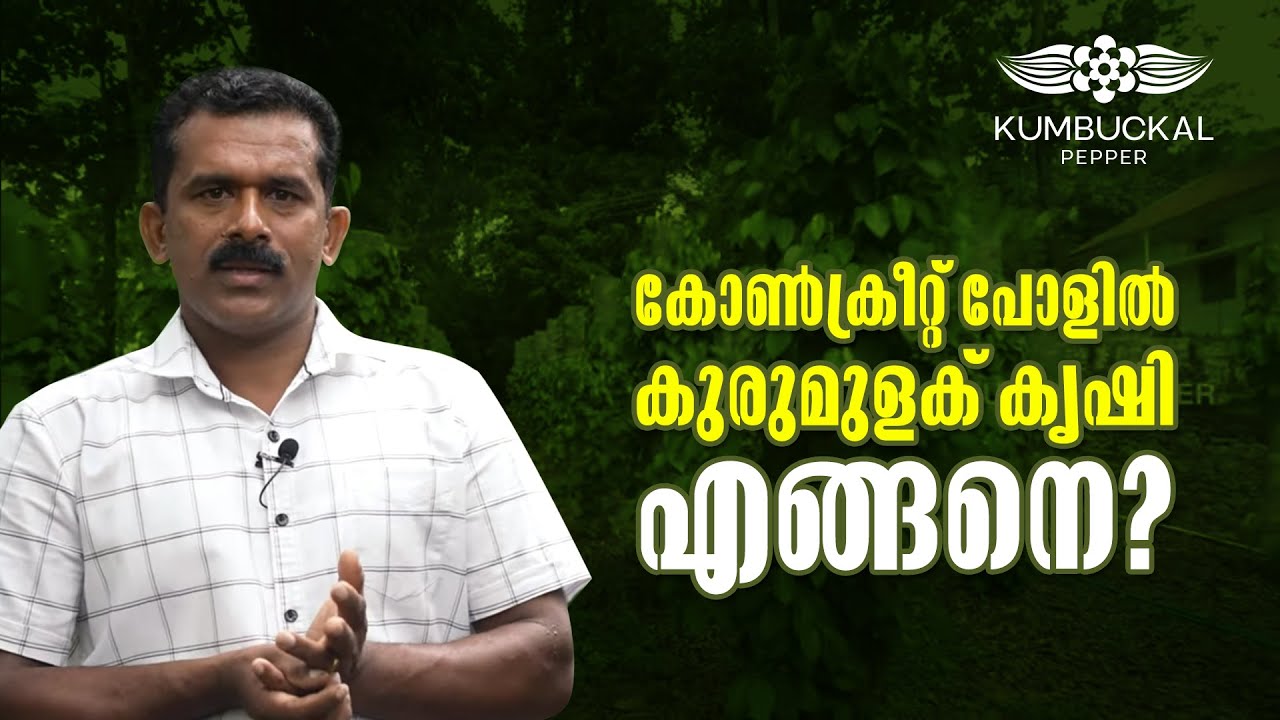 കുമ്പുക്കൽ കൊടി കോൺക്രീറ്റ് പോളിൽ കൃഷിചെയ്യുന്നത് എങ്ങനെയാണെന്ന്  മനസ്സിലാക്കാം|KumbuckalPepper