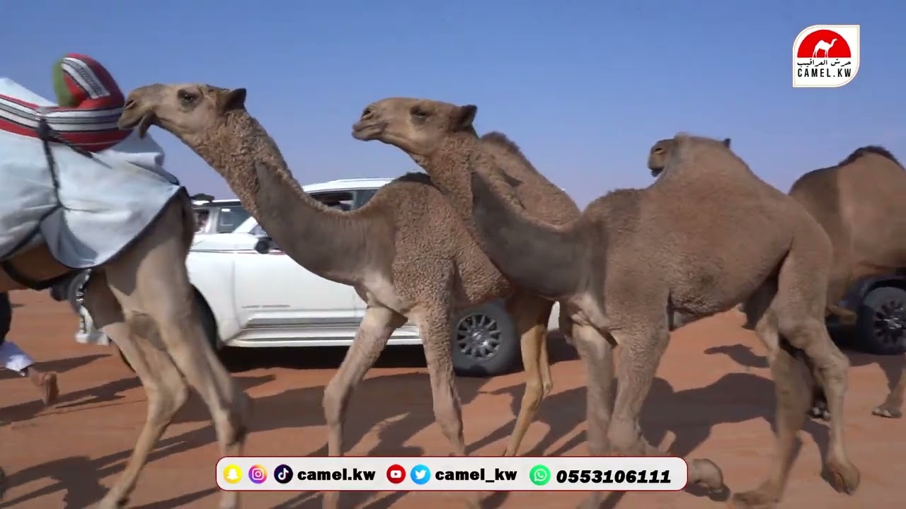 مسيرة جمارات الشعل للمالك /  ثامر الزقعاني السهلي