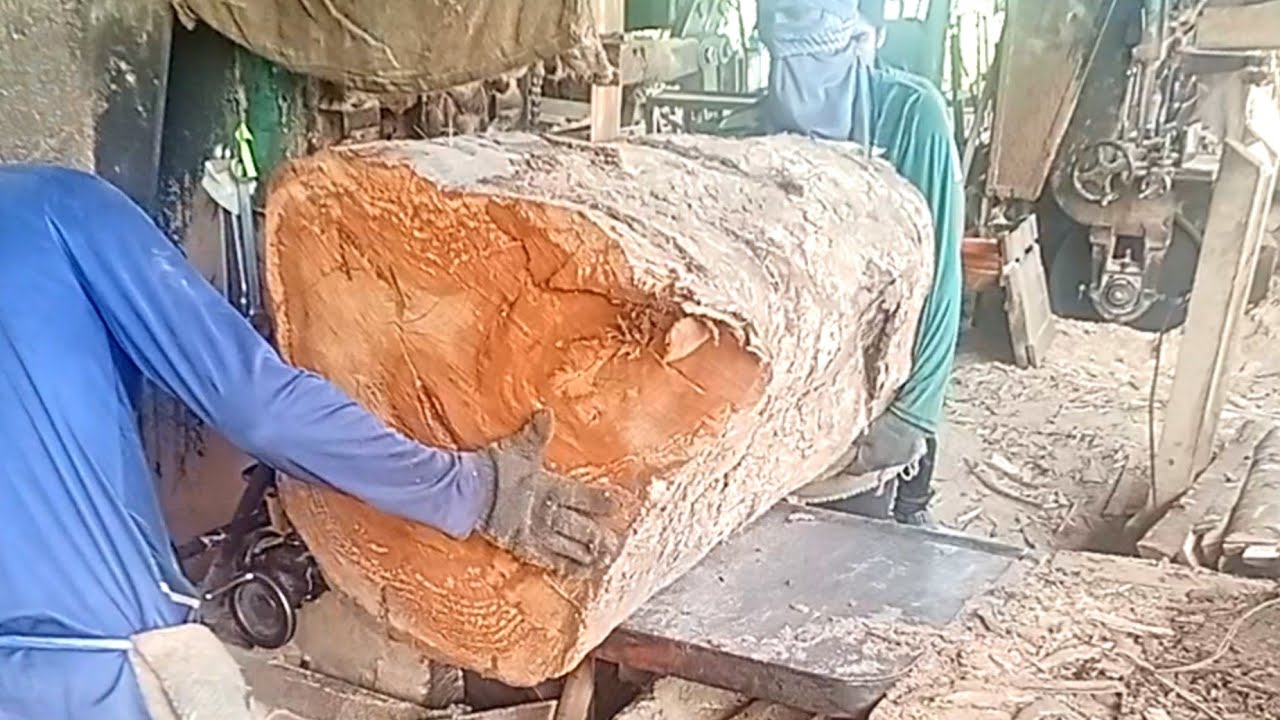 Bonggol kayu nya besar sekali 