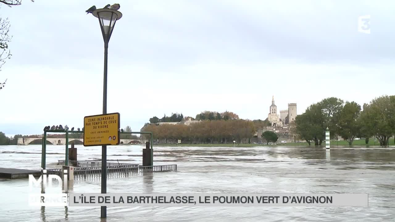 SUIVEZ LE GUIDE : L'île de la Barthelasse, le poumon vert d'Avignon