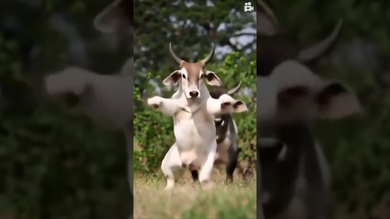 #shand ka dance dekho 😂😂😂😂😂😂
