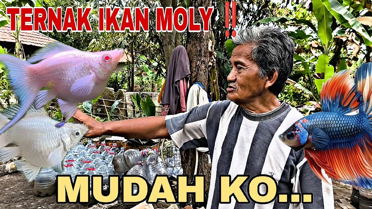 CARA MUDAH BETERNAK IKAN MOLLY ‼️