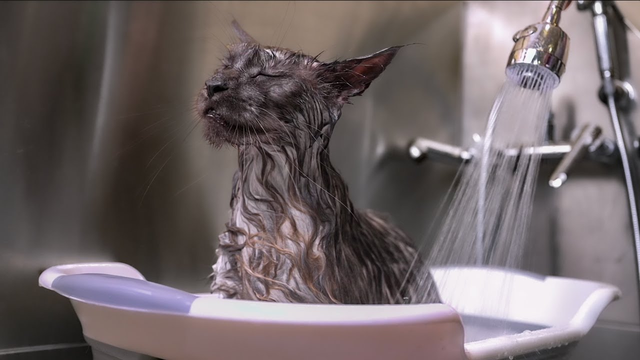 Mr. ViVo the Maine Coon's Royal Bath Session