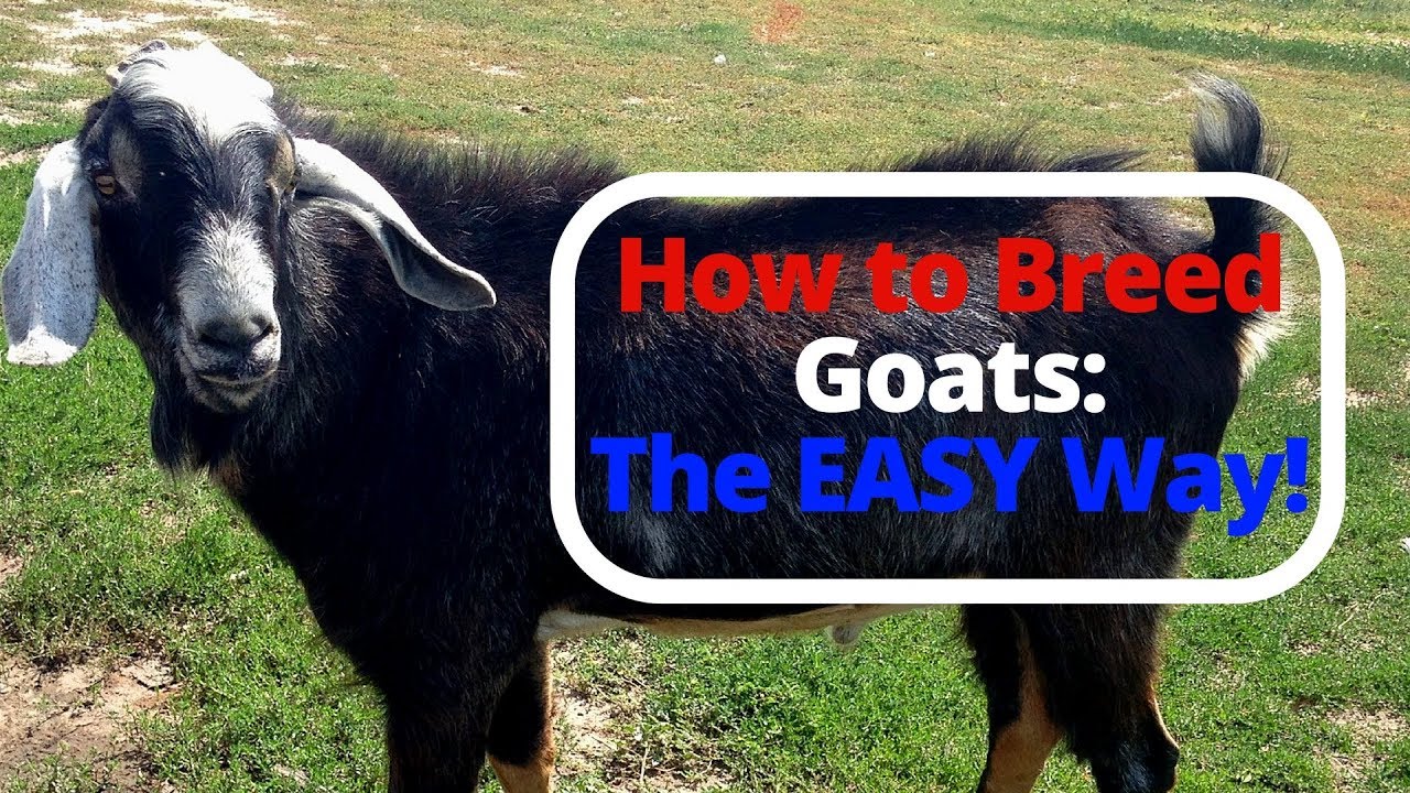 How to Breed Goats: The EASY Way