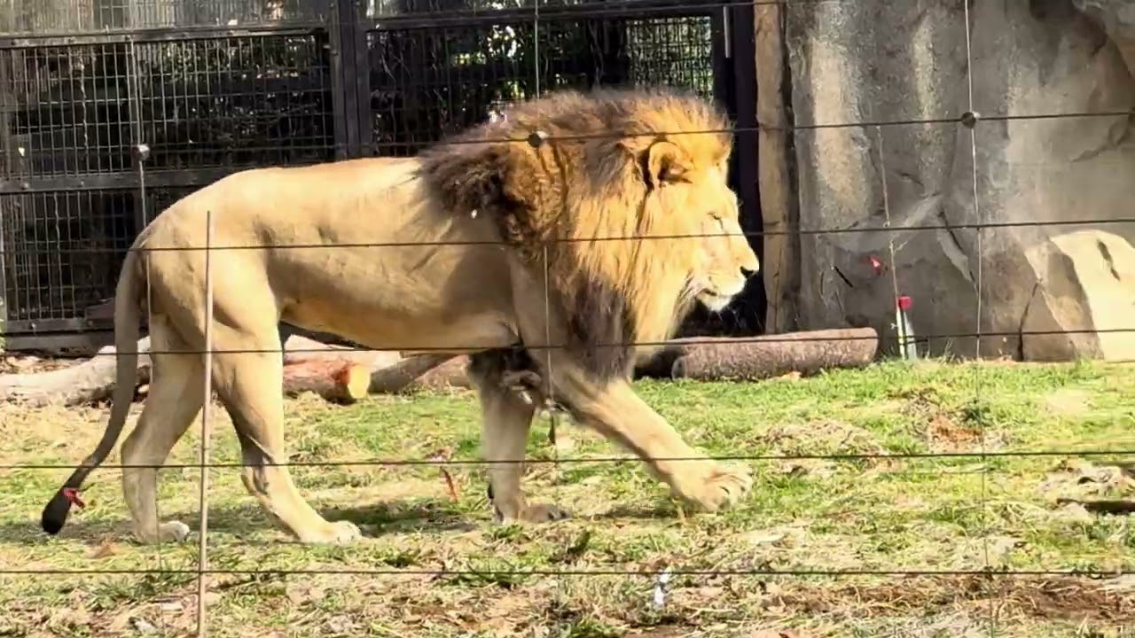 八木山動物公園   ライオン   サン  