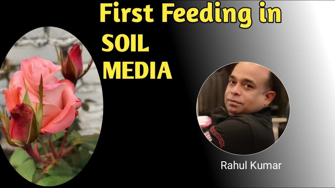 मिट्टी में लगाए गुलाब की पहली फ़ीडिंग / Very First Feeding In Soil Media (New Planted Rosé )