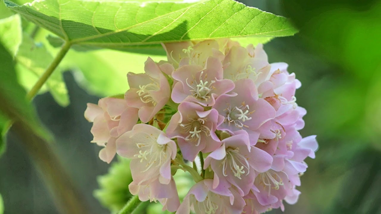 Attract BEES 🐝🐝 with winter blooming Tropical Hydrangea | Honey Tree | Dombeya Spectabilis | Chembu