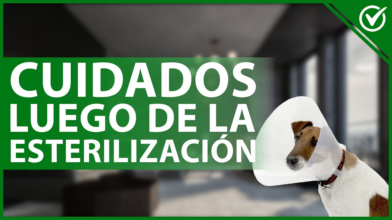 🐩 ¿Cómo Cuidar a una Perra Hembra Después de la Esterilización? - Consejos Post-Operatorio 👩‍⚕️🐩
