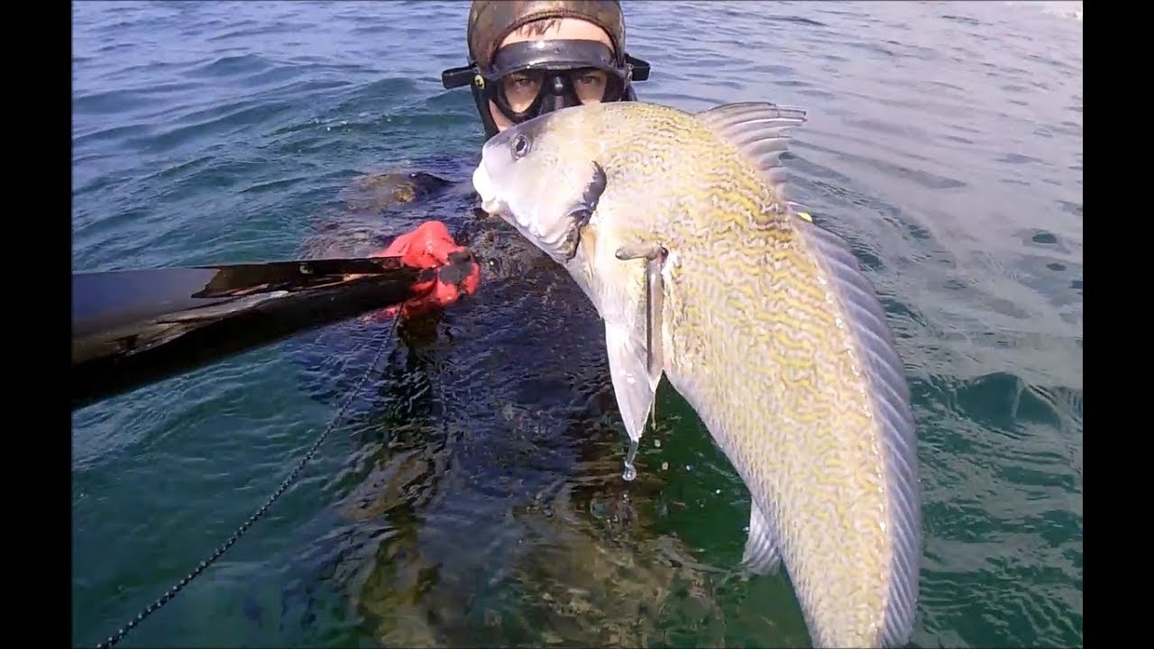 Spearfishing Corb Sinan &Ouml;ZDEMİR Marmara Minekop Zıpkınavı - Zıpkınla Minekop Avı