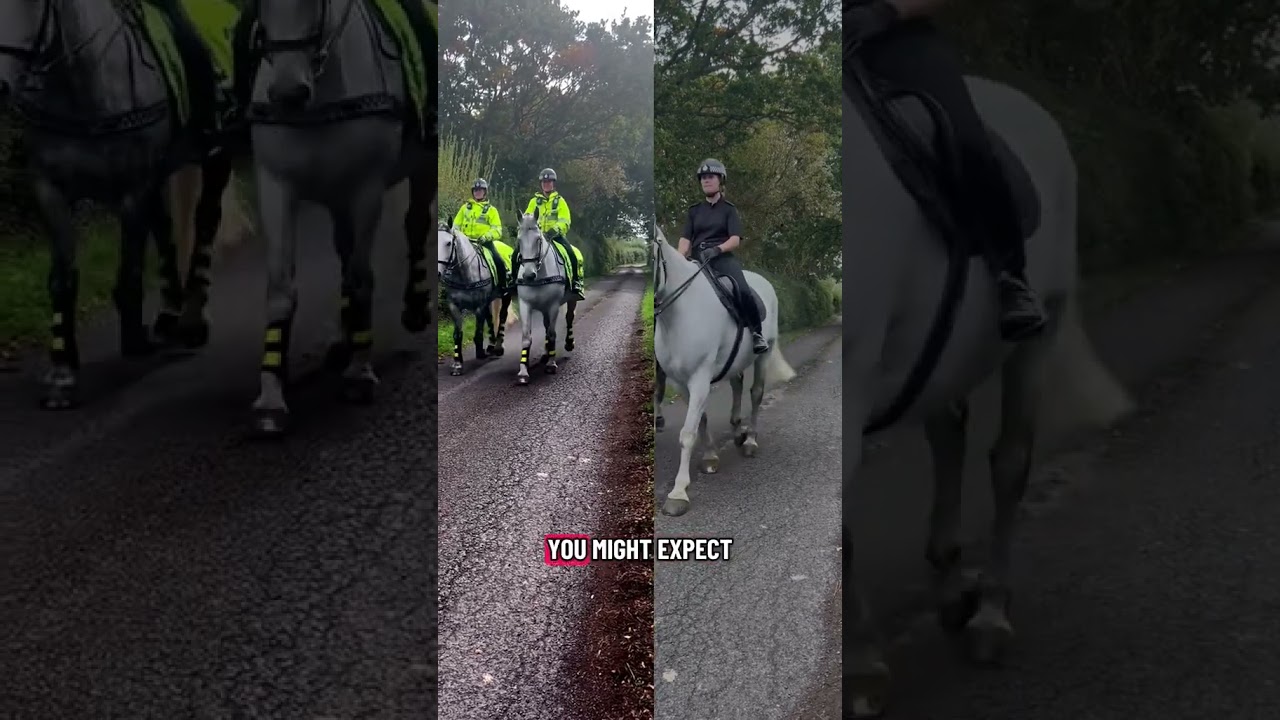 The importance of hi-vis 🐴