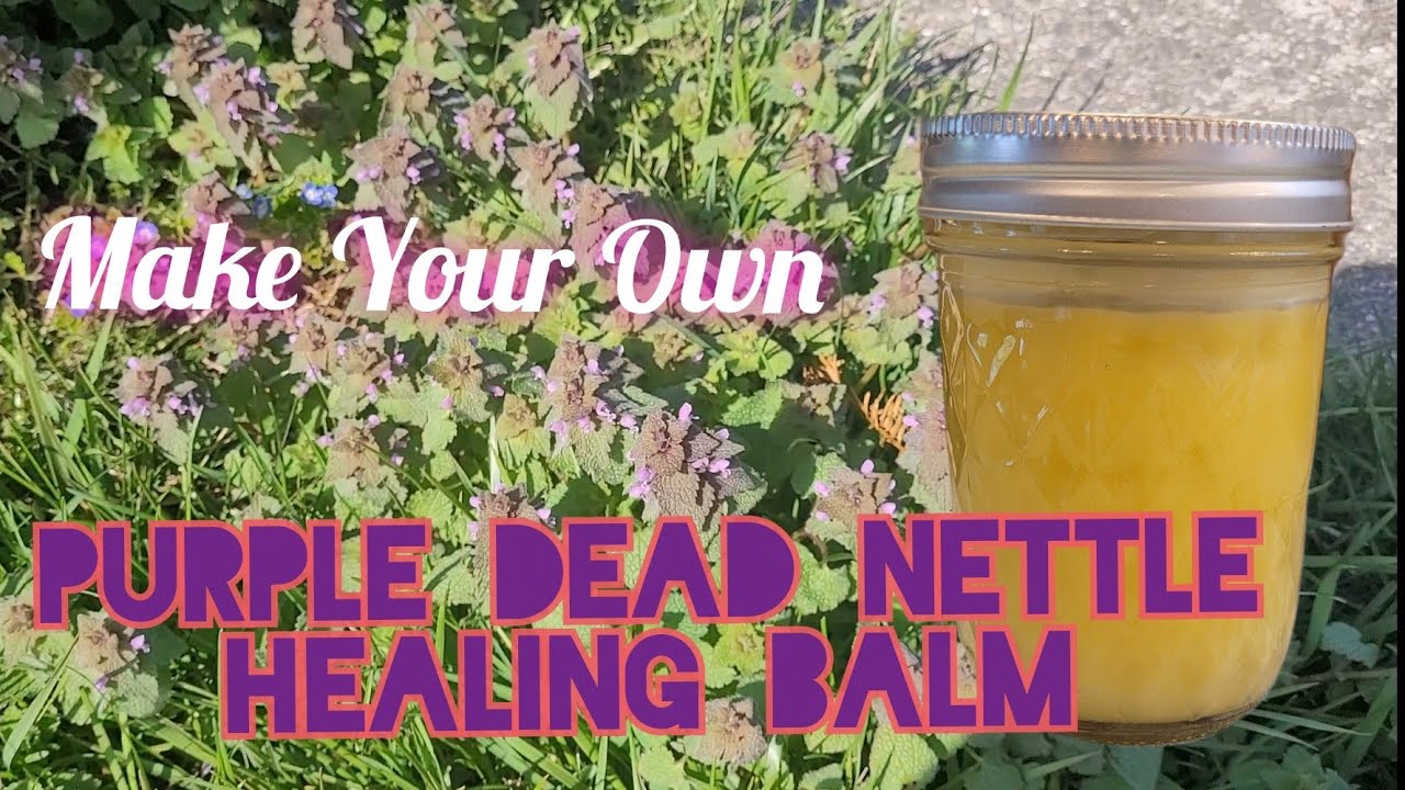 Purple Dead Nettle Healing Balm 》 Forage for Medicine! 》Antimicrobial, antifungal, healing salve