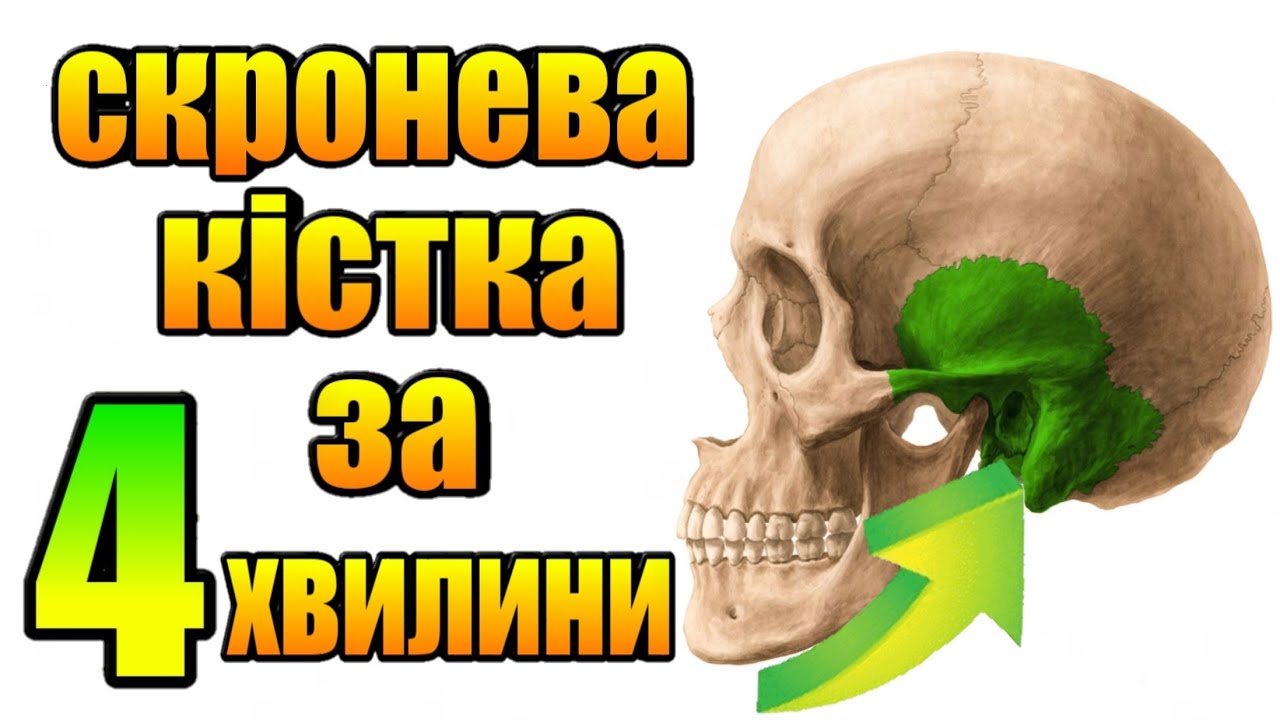 Височная кость анатомия