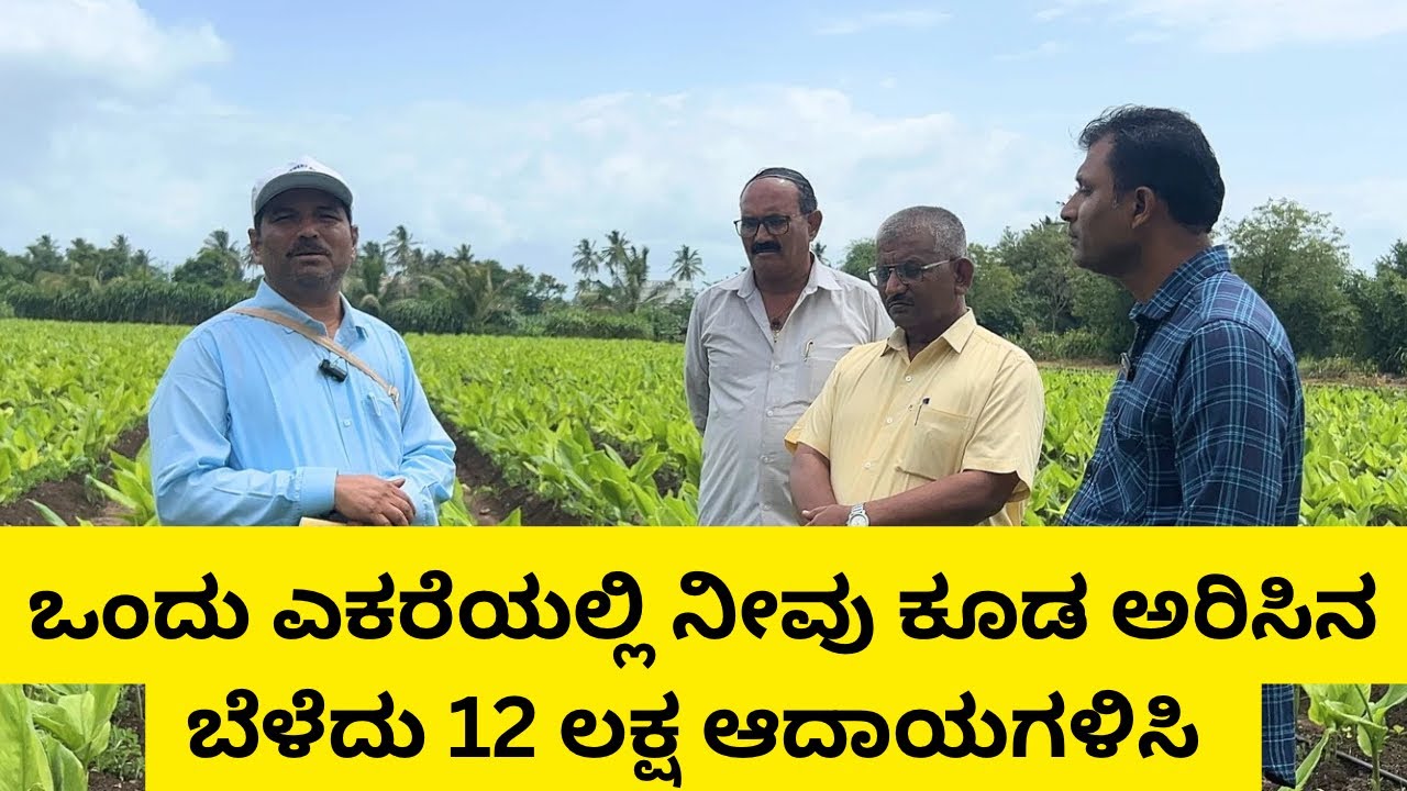 ಸಾವಯುವ ಪದ್ಧತಿಯಲ್ಲಿ ಅರಿಸಿನ ಬೆಳೆದು 12 ಲಕ್ಷ ಆದಾಯಗಳಿಸಿದ ಪ್ರಗತಿಪರ ರೈತ |Turmeric cultivation/Turmeric crop