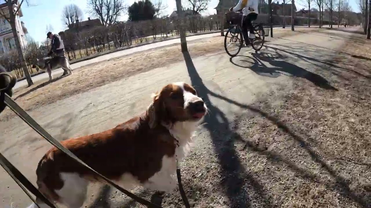 Träna hundmöten med en Welsh springer spaniel.