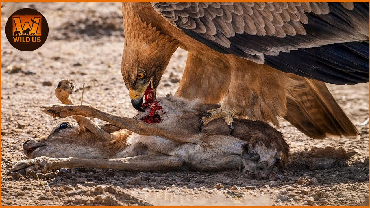 The Most Amazing Eagle Attacks Ever Caught on Camera | Wild Animals