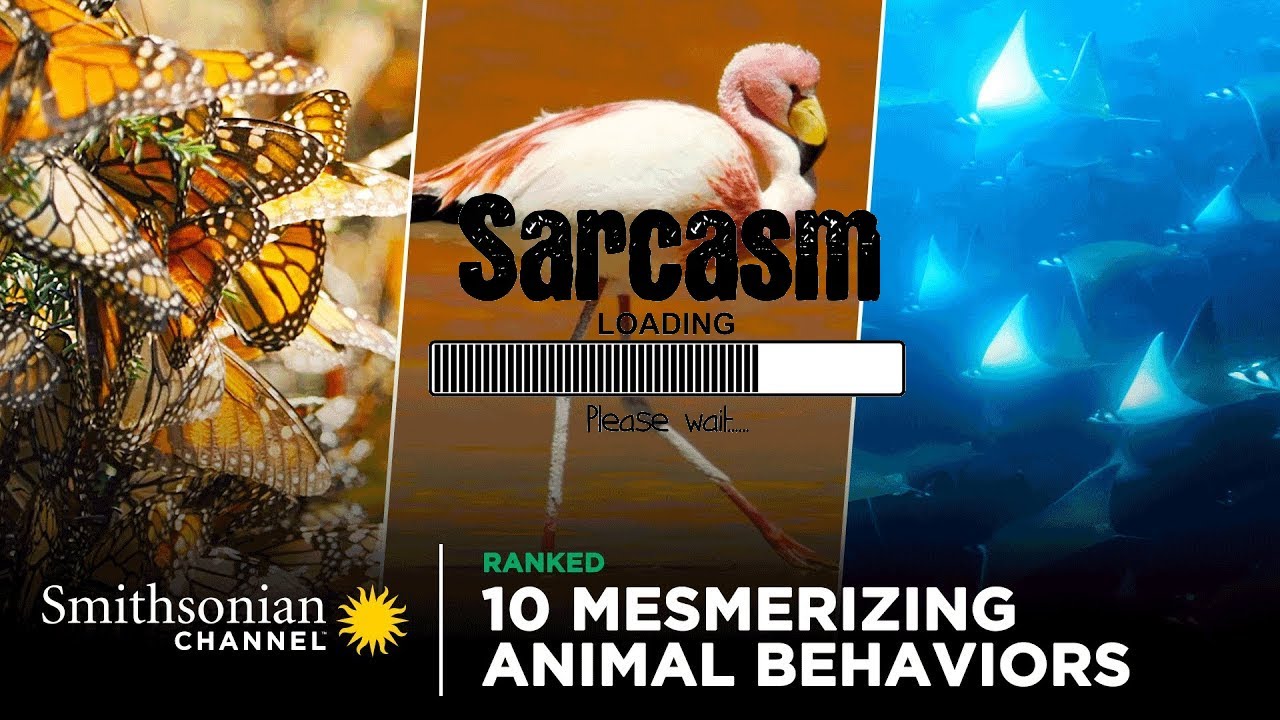 10 Mesmerizing Animal Behaviors with Sarcasm | Parody of Smithsonian Channel Documentary