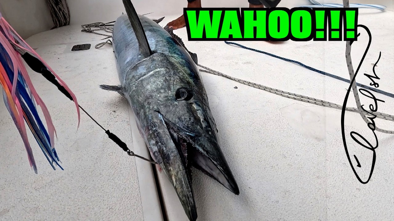 Pesci INCREDIBILI !!