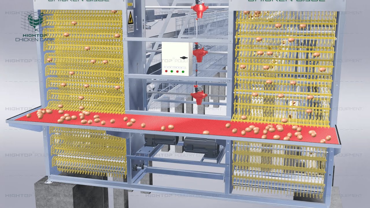 Chicken Farm Automatic Egg Collection System, Egg Collector & Chicken Feeder for Poultry Farming