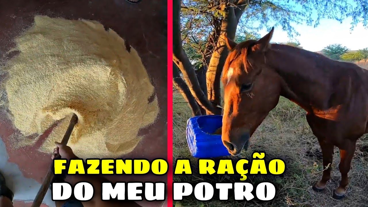 QUAL MELHOR RAÇÃO PRA CAVALO ?| EU MESMO FIZ UMA RAÇÃO BOA PARA MEU POTRO CASTELLO CONFIRAM...