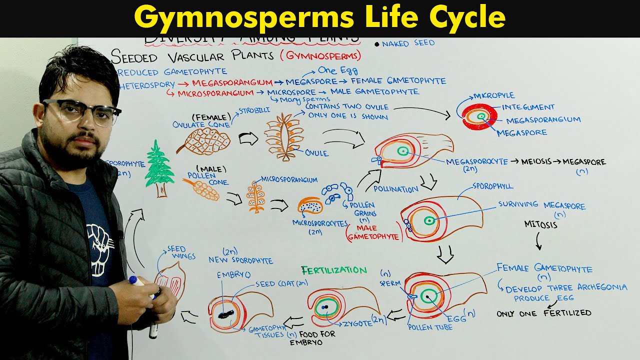 Life Cycle of Gymnosperms ( Seeded Vascular Plants) Tracheophytes