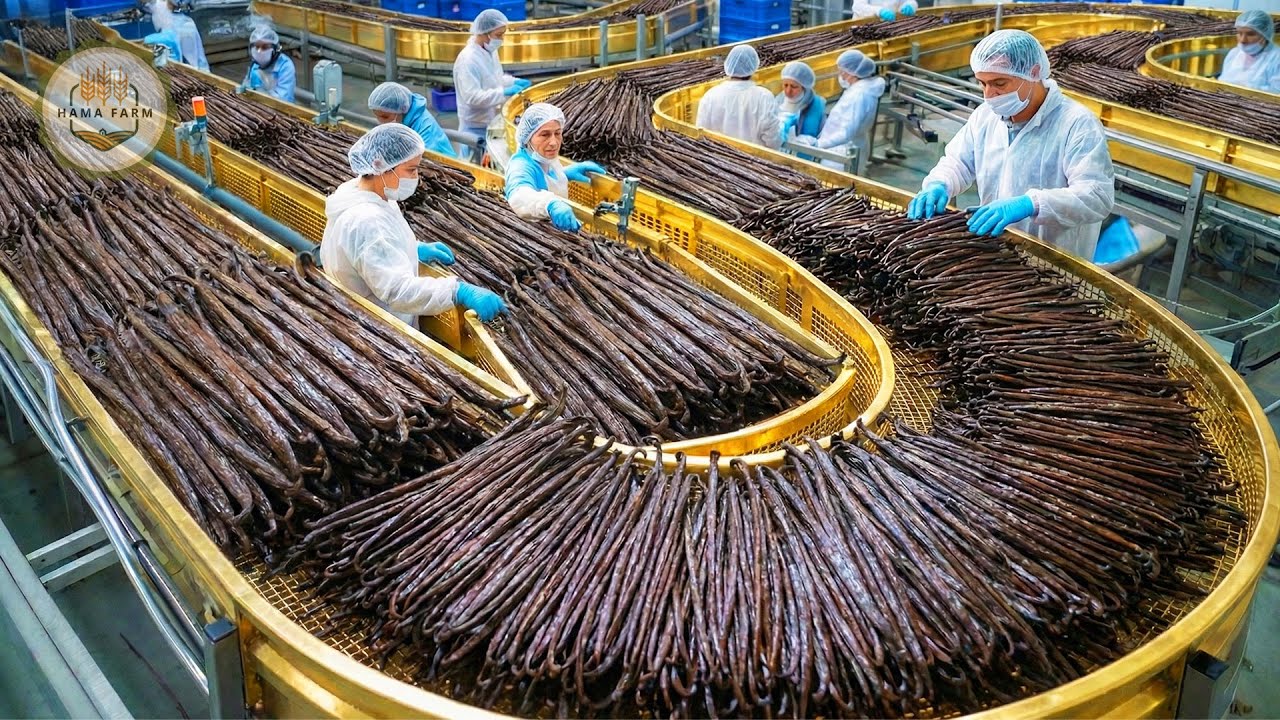 How Millions of Vanilla Beans Are Harvested and Processed – Inside the Vanilla Ice Cream Industry