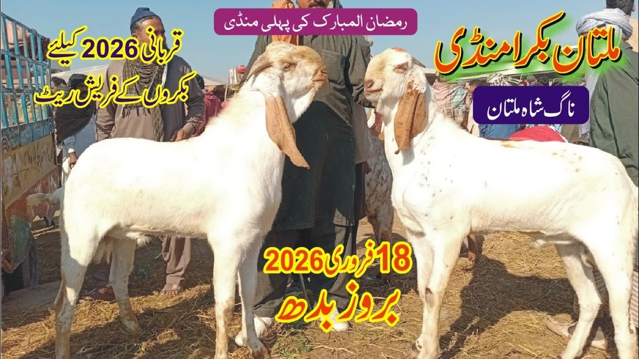 Multan bakra mandi updated qurbani 2026 /18 February 2026