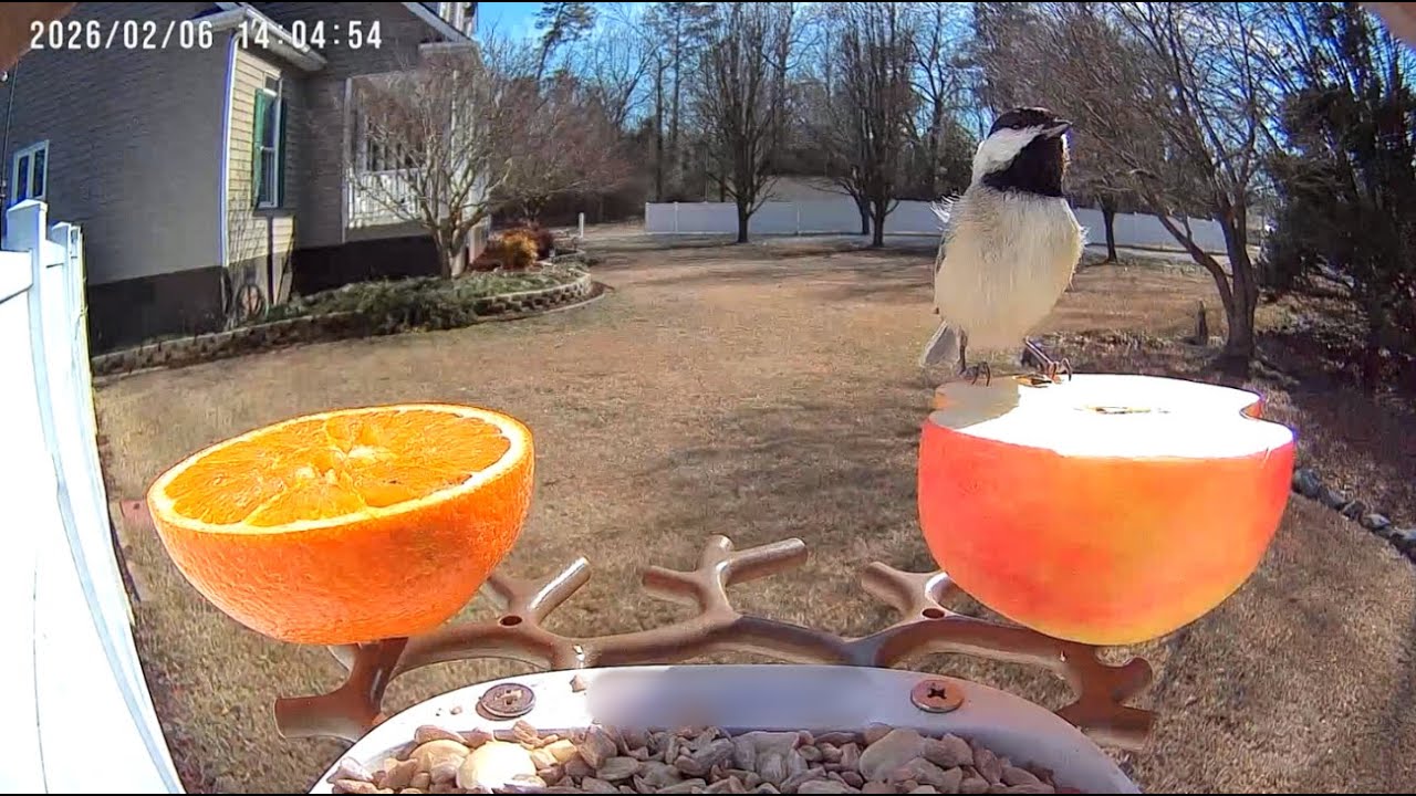 Action at the Bird Feeder