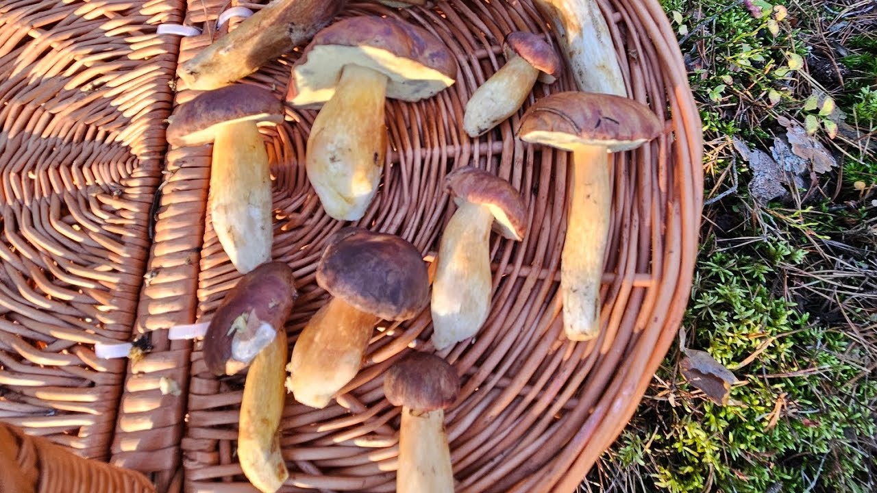 Piękne okazy grzybów znowu dziś w lesie się pojawiły 