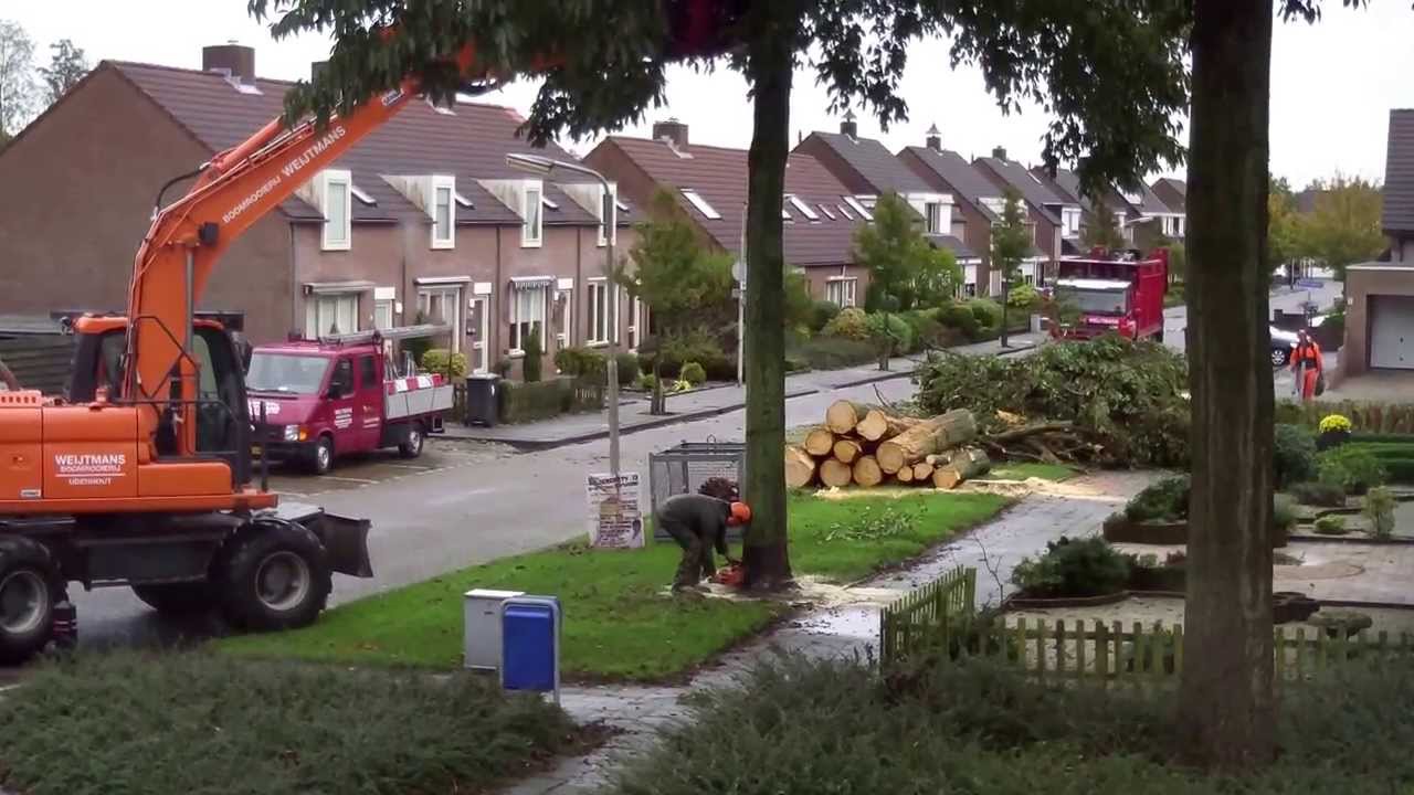 Het rooien van de bomen in de De Branden te Sprundel