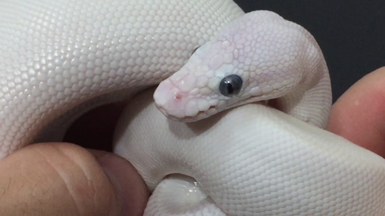 Morph of the Day #8 (Blue Eyed Leucistic)