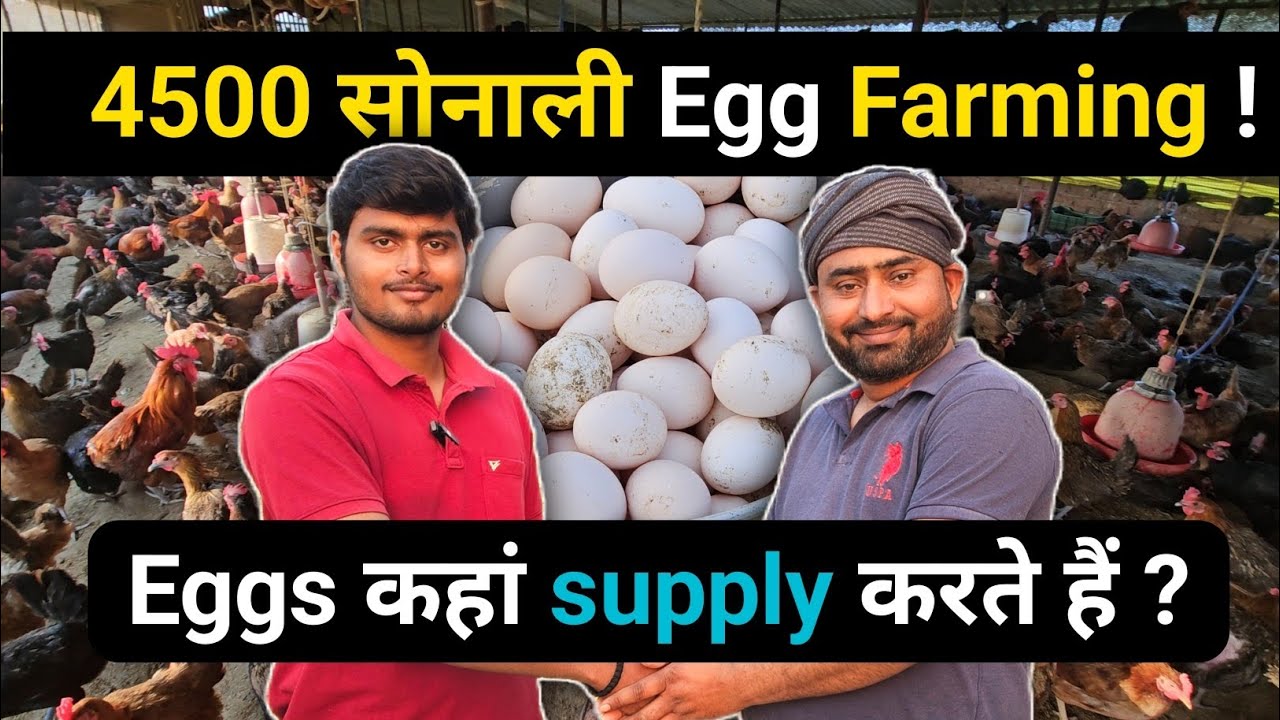 सोनाली Egg supply कहां करते हैं ? 4500 सोनाली Egg Farming !