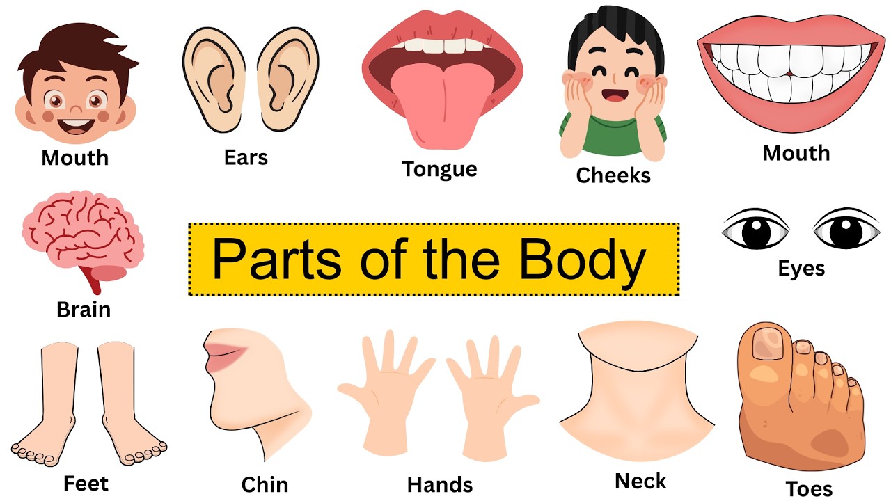 Body Parts for Kids | Learn Head, Shoulders, Knees & Toes