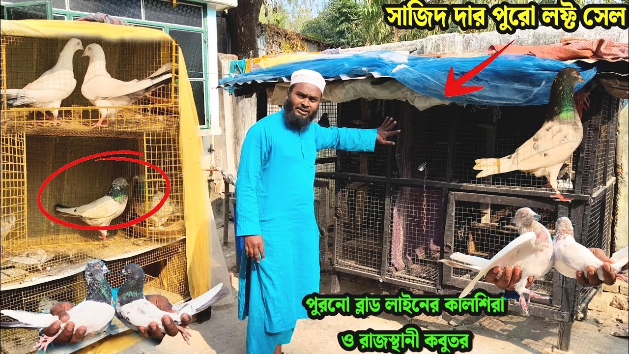 সাজিদ দার পুরো লফ্ট সেল | পুরনো ব্লাড লাইনের কালশিরা ও রাজস্থানী কবুতর